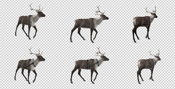 Reindeer Walk Pack of 6 - 9471980 Download Videohive