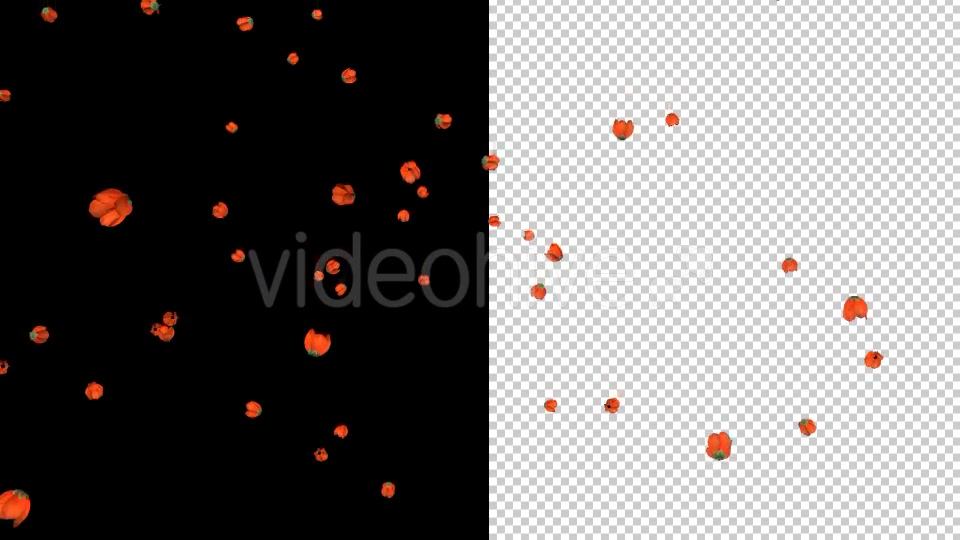 Remembrance Day Poppies Videohive 19921807 Motion Graphics Image 7