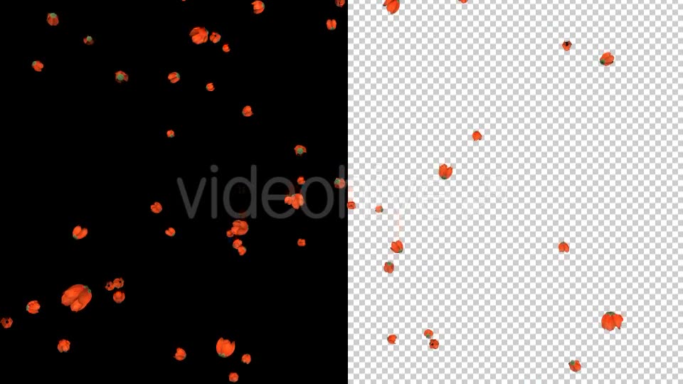 Remembrance Day Poppies Videohive 19921807 Motion Graphics Image 8
