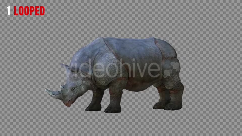 Rhino 2 Realistic Pack 4 Videohive 21256987 Motion Graphics Image 1