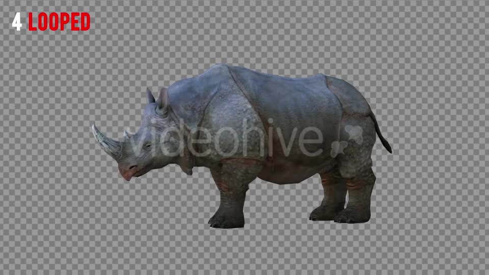Rhino 2 Realistic Pack 4 Videohive 21256987 Motion Graphics Image 10