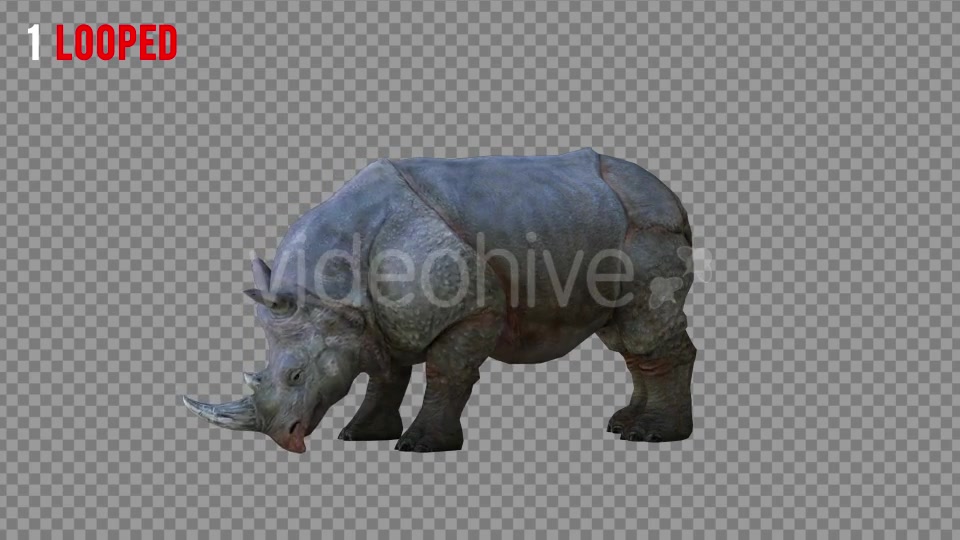 Rhino 2 Realistic Pack 4 Videohive 21256987 Motion Graphics Image 3