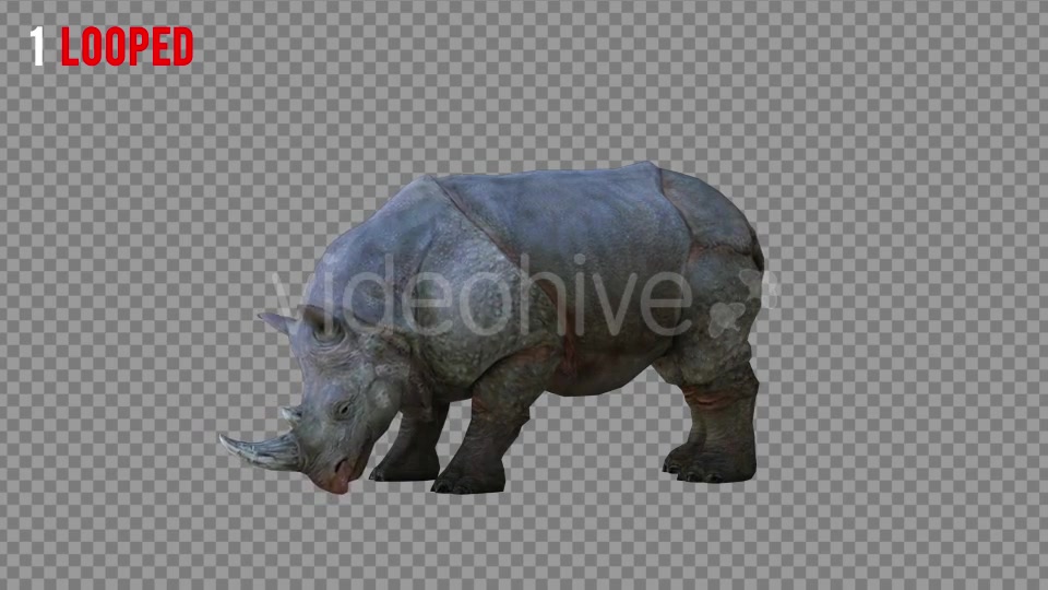 Rhino 2 Realistic Pack 4 Videohive 21256987 Motion Graphics Image 4