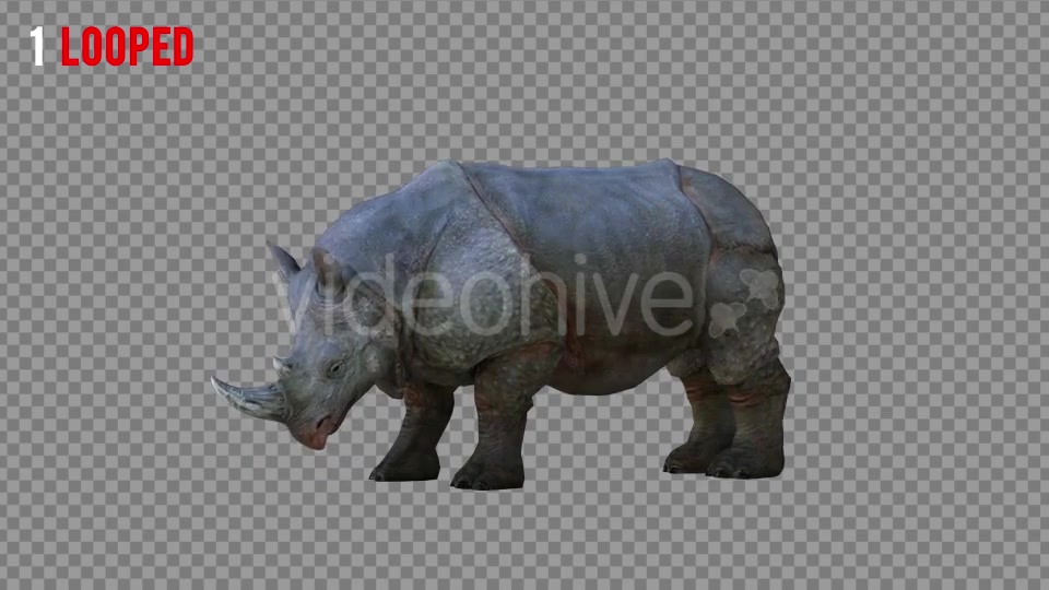 Rhino 2 Realistic Pack 4 Videohive 21256987 Motion Graphics Image 5