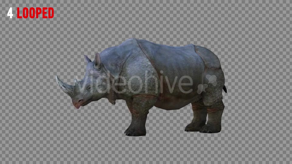 Rhino 2 Realistic Pack 4 Videohive 21256987 Motion Graphics Image 8