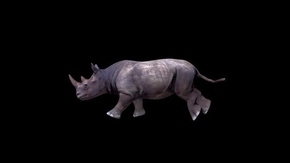 Rhino Run - Videohive Download 24139676