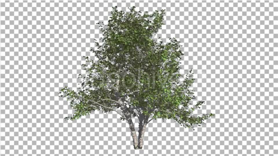 River Birch Small Tree is Swaying at the Wind Videohive 16965463 Motion Graphics Image 1