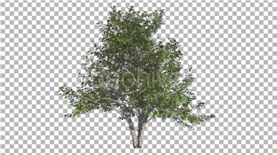 River Birch Small Tree is Swaying at the Wind Videohive 16965463 Motion Graphics Image 10