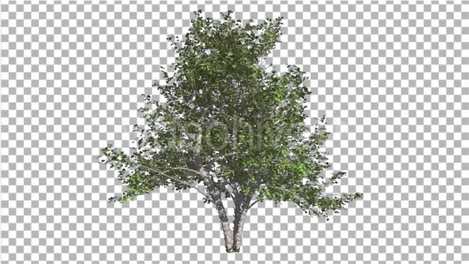 River Birch Small Tree is Swaying at the Wind Videohive 16965463 Motion Graphics Image 2