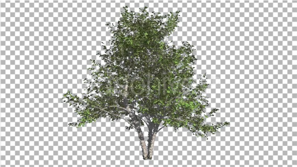River Birch Small Tree is Swaying at the Wind Videohive 16965463 Motion Graphics Image 3