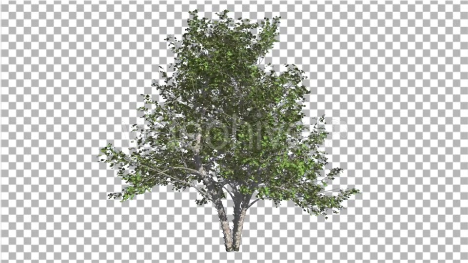 River Birch Small Tree is Swaying at the Wind Videohive 16965463 Motion Graphics Image 4