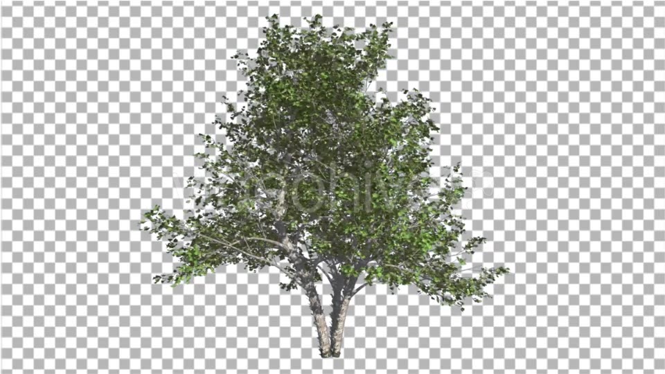River Birch Small Tree is Swaying at the Wind Videohive 16965463 Motion Graphics Image 5