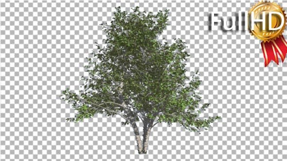 River Birch Small Tree is Swaying at the Wind - Videohive Download 16965463