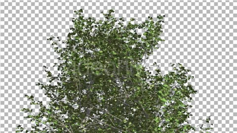 River Birch Top of Small Tree is Swaying Windy Videohive 14772376 Motion Graphics Image 1