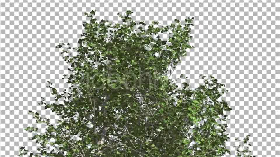 River Birch Top of Small Tree is Swaying Windy Videohive 14772376 Motion Graphics Image 10
