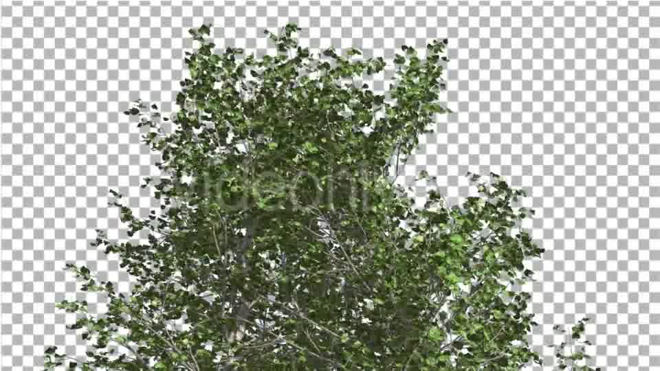 River Birch Top of Small Tree is Swaying Windy Videohive 14772376 Motion Graphics Image 11