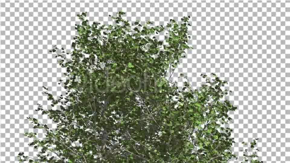 River Birch Top of Small Tree is Swaying Windy Videohive 14772376 Motion Graphics Image 12