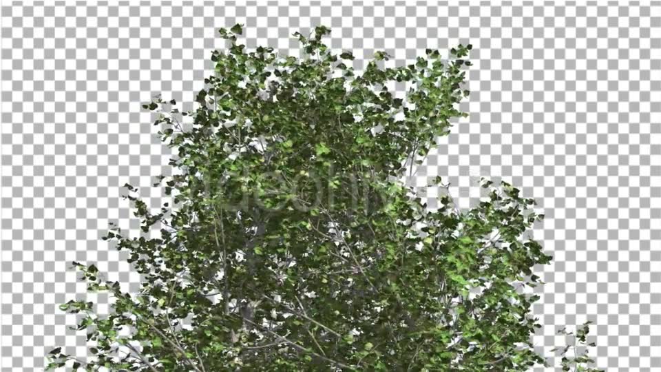 River Birch Top of Small Tree is Swaying Windy Videohive 14772376 Motion Graphics Image 2