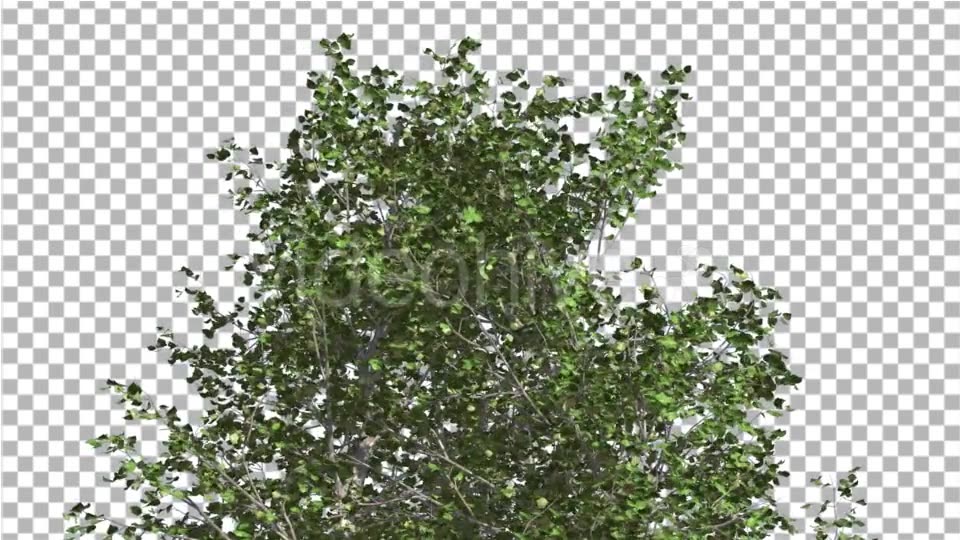 River Birch Top of Small Tree is Swaying Windy Videohive 14772376 Motion Graphics Image 3