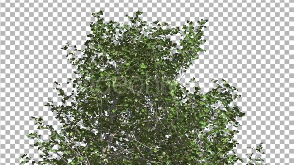 River Birch Top of Small Tree is Swaying Windy Videohive 14772376 Motion Graphics Image 4