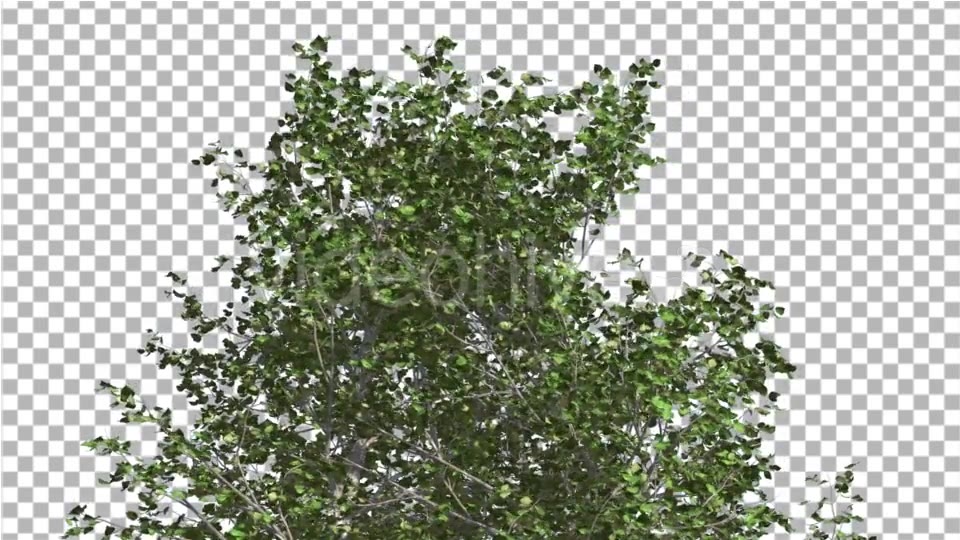 River Birch Top of Small Tree is Swaying Windy Videohive 14772376 Motion Graphics Image 5