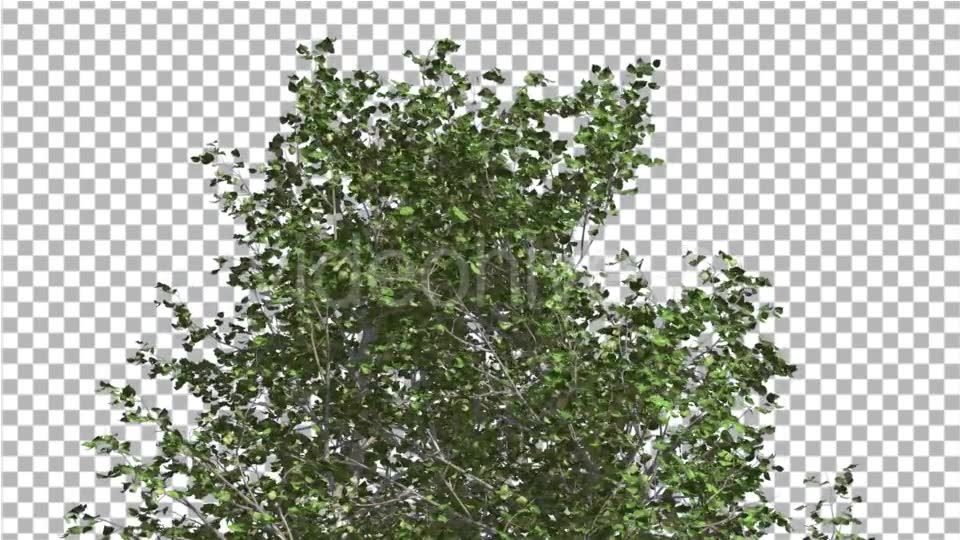 River Birch Top of Small Tree is Swaying Windy Videohive 14772376 Motion Graphics Image 6