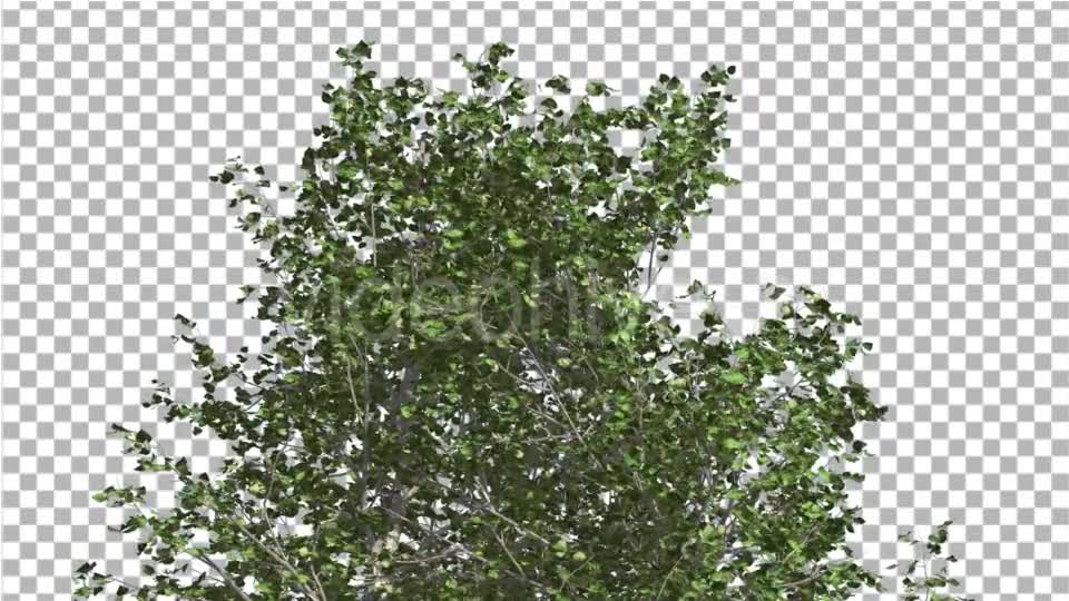 River Birch Top of Small Tree is Swaying Windy Videohive 14772376 Motion Graphics Image 7