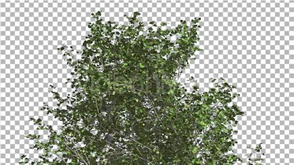 River Birch Top of Small Tree is Swaying Windy Videohive 14772376 Motion Graphics Image 8