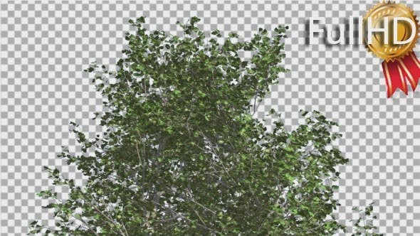 River Birch Top of Small Tree is Swaying Windy - 14772376 Videohive Download