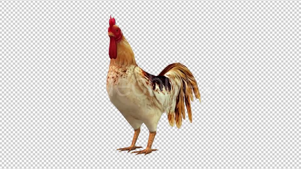 Rooster Looped Videohive 20698170 Motion Graphics Image 1
