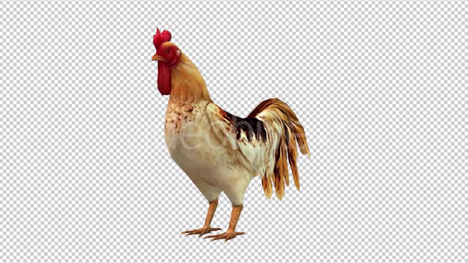 Rooster Looped Videohive 20698170 Motion Graphics Image 2