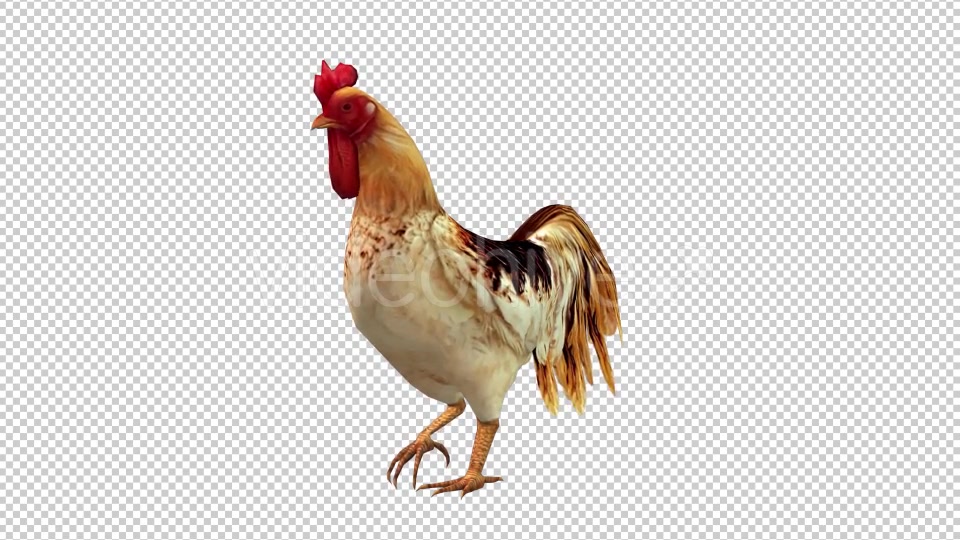 Rooster Looped Videohive 20698170 Motion Graphics Image 4