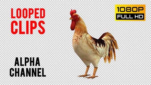 Rooster Looped - Download Videohive 20698170