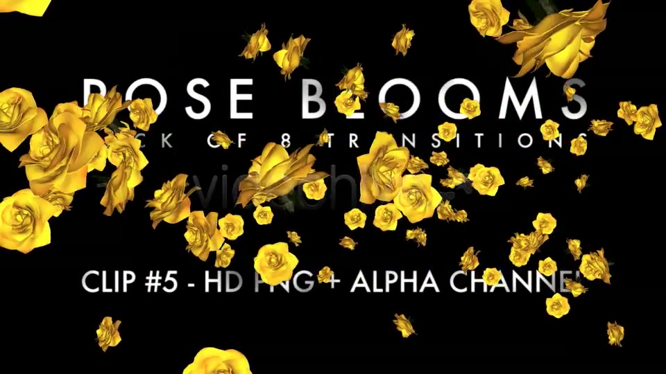 Rose Blooms Pack of 8 Transitions Videohive 3826257 Motion Graphics Image 7