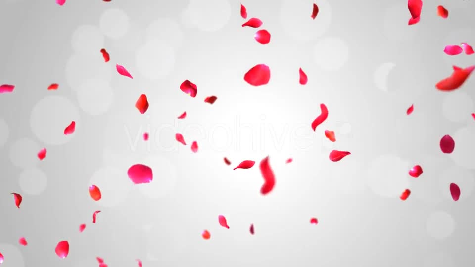 Rose Falling Videohive 19369388 Motion Graphics Image 1