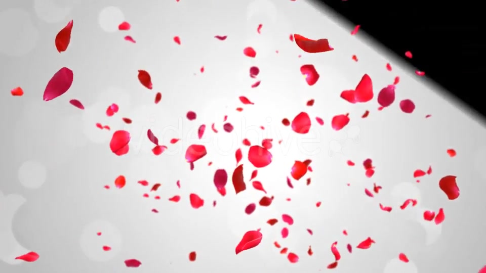 Rose Falling Videohive 19369388 Motion Graphics Image 10