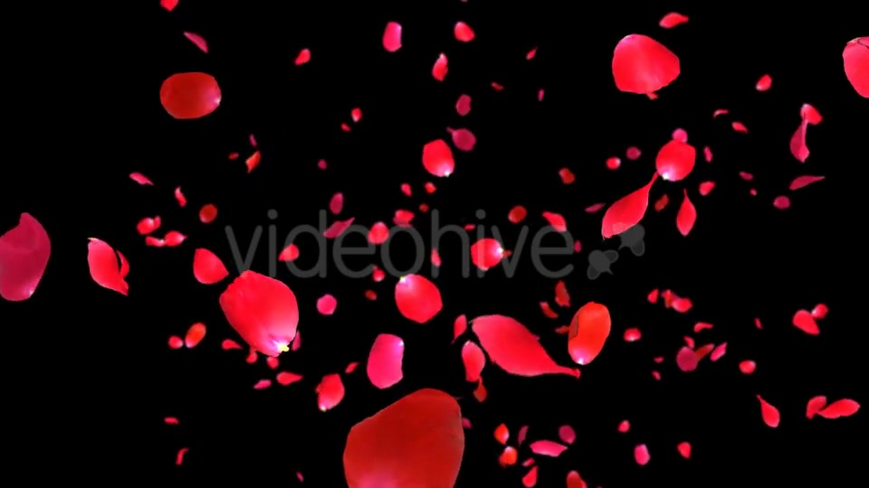 Rose Falling Videohive 19369388 Motion Graphics Image 11