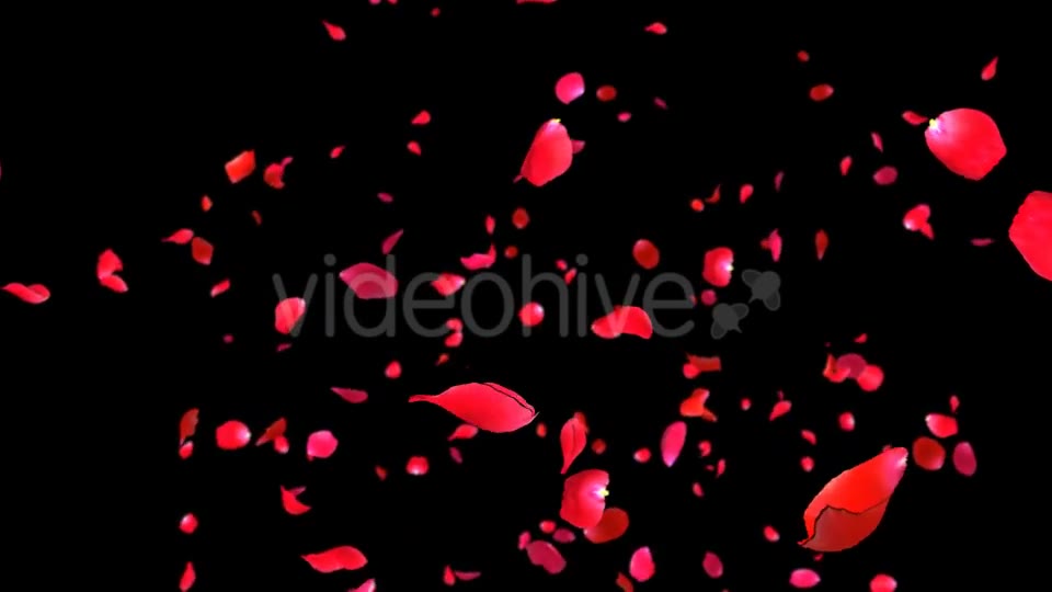 Rose Falling Videohive 19369388 Motion Graphics Image 12