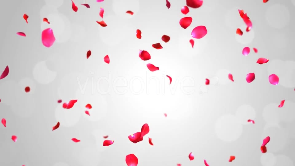 Rose Falling Videohive 19369388 Motion Graphics Image 2