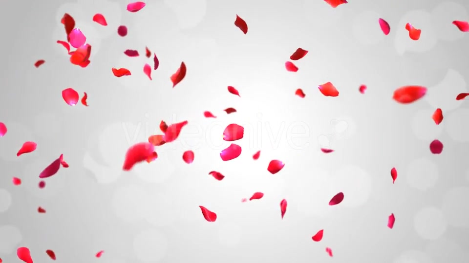 Rose Falling Videohive 19369388 Motion Graphics Image 3