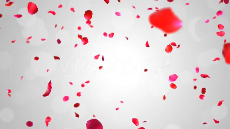 Rose Falling Videohive 19369388 Motion Graphics Image 4