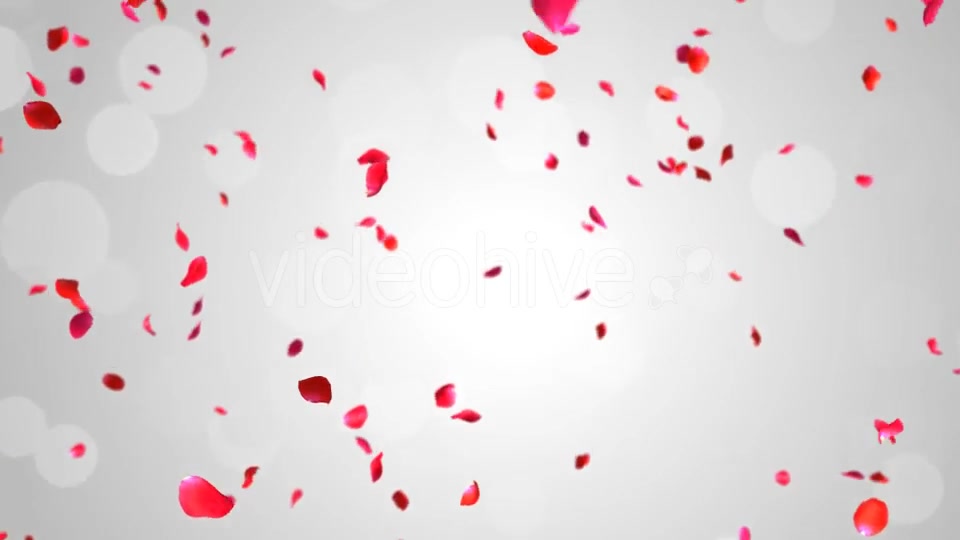 Rose Falling Videohive 19369388 Motion Graphics Image 5