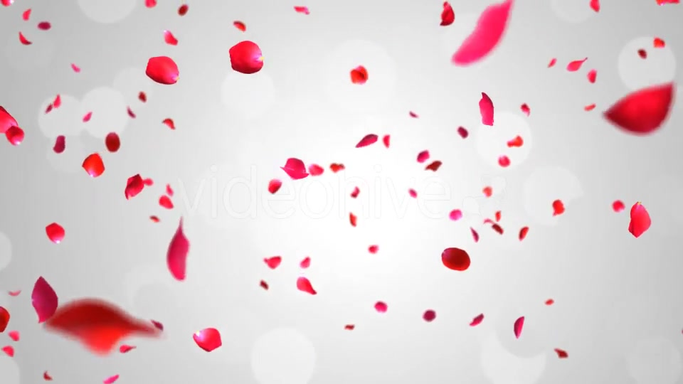 Rose Falling Videohive 19369388 Motion Graphics Image 6