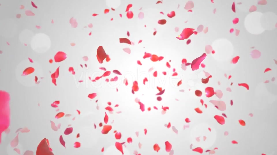 Rose Falling Videohive 19369388 Motion Graphics Image 7