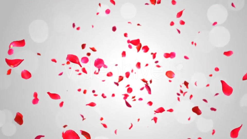 Rose Falling Videohive 19369388 Motion Graphics Image 8