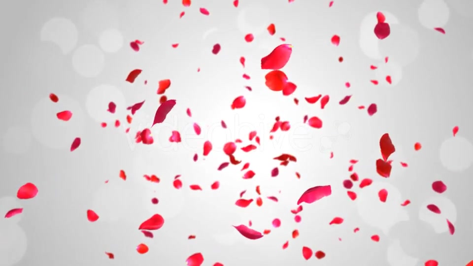 Rose Falling Videohive 19369388 Motion Graphics Image 9