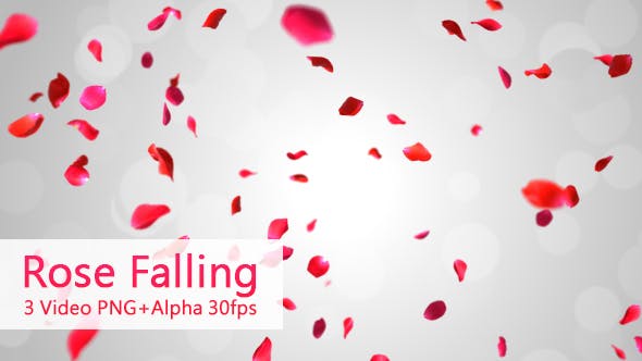 Rose Falling - 19369388 Videohive Download