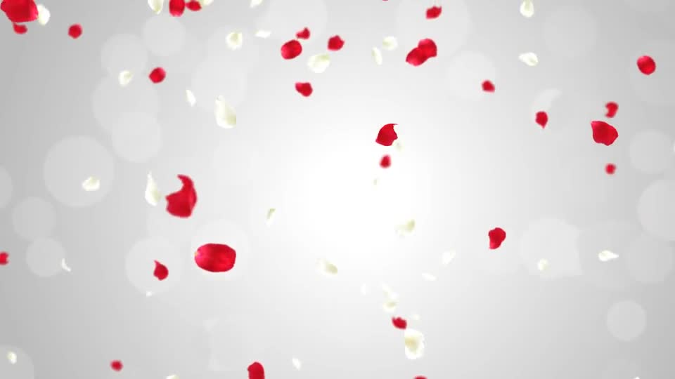 Rose Falling Videohive 19385166 Motion Graphics Image 1