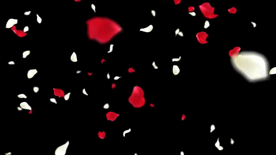 Rose Falling Videohive 19385166 Motion Graphics Image 10