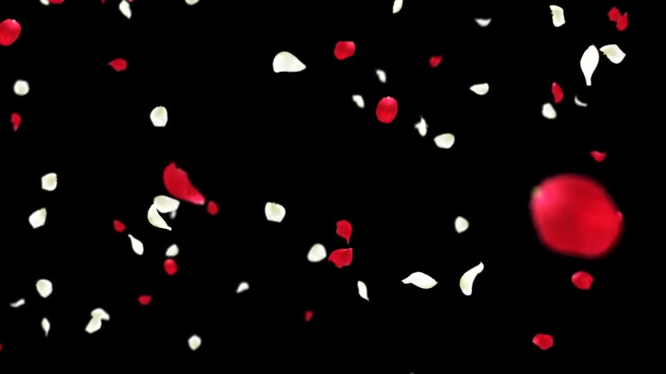 Rose Falling Videohive 19385166 Motion Graphics Image 11